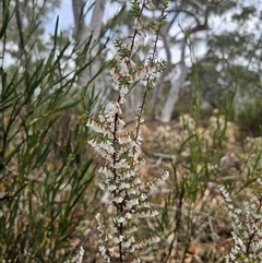 Styphelia fletcheri subsp. brevisepala at Captains Flat, NSW - 4 Oct 2024