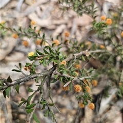 Acacia gunnii (Ploughshare Wattle) at Captains Flat, NSW - 4 Oct 2024 by Csteele4