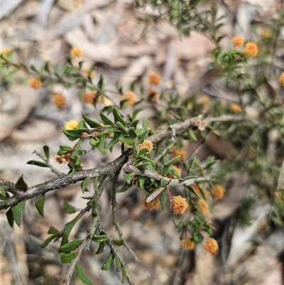 Acacia gunnii (Ploughshare Wattle) at Captains Flat, NSW - 4 Oct 2024 by Csteele4