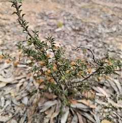 Acacia gunnii at Captains Flat, NSW - 4 Oct 2024