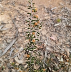 Acacia gunnii at Captains Flat, NSW - 4 Oct 2024