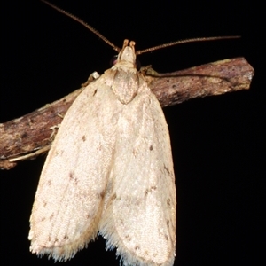 Chezala privatella (A Concealer moth) at Sheldon, QLD by PJH123