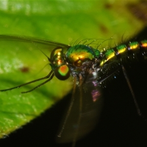 Unidentified True fly (Diptera) at Sheldon, QLD by PJH123