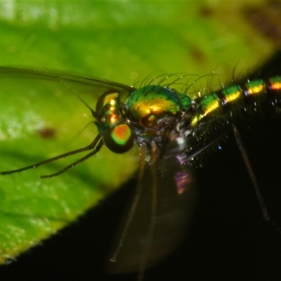 Dolichopodidae (family) (Unidentified Long-legged fly) at Sheldon, QLD - 1 Oct 2024 by PJH123