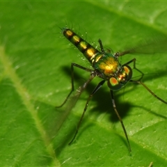 Dolichopodidae (family) at Sheldon, QLD - suppressed