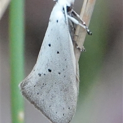 Thalerotricha mylicella (A concealer moth) at Hall, ACT - 4 Oct 2024 by Anna123