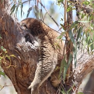 Phascolarctos cinereus (Koala) at Raymond Island, VIC by HappyWanderer