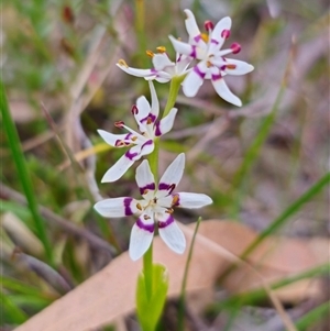 Wurmbea dioica subsp. dioica at Carwoola, NSW - 4 Oct 2024