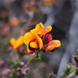 Pultenaea microphylla at Carwoola, NSW - 4 Oct 2024 05:50 PM