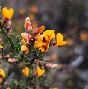 Pultenaea microphylla at Carwoola, NSW - 4 Oct 2024 05:50 PM