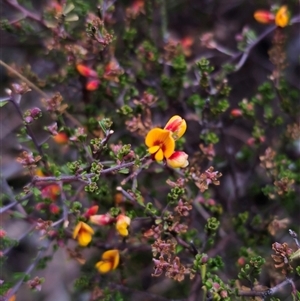 Pultenaea microphylla at Carwoola, NSW - 4 Oct 2024 05:50 PM