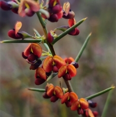 Daviesia genistifolia (Broom Bitter Pea) at Carwoola, NSW - 4 Oct 2024 by Csteele4