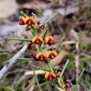 Daviesia genistifolia at Carwoola, NSW - 4 Oct 2024 05:48 PM