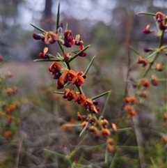 Daviesia genistifolia at Carwoola, NSW - 4 Oct 2024 05:48 PM