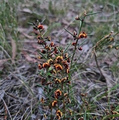 Daviesia genistifolia at Carwoola, NSW - 4 Oct 2024 05:48 PM