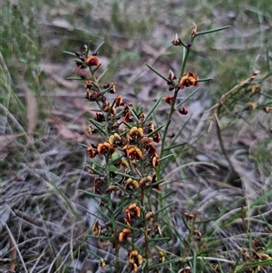 Daviesia genistifolia at Carwoola, NSW - 4 Oct 2024 05:48 PM