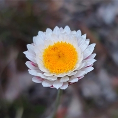 Leucochrysum albicans subsp. tricolor (Hoary Sunray) at Carwoola, NSW - 4 Oct 2024 by Csteele4