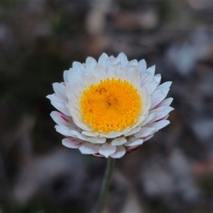 Leucochrysum albicans subsp. tricolor at Carwoola, NSW - suppressed