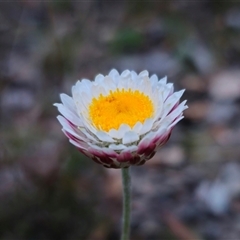 Leucochrysum albicans subsp. tricolor at Carwoola, NSW - suppressed