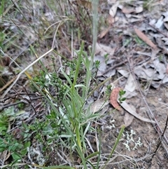 Leucochrysum albicans subsp. tricolor at Carwoola, NSW - suppressed