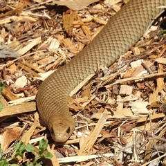 Pseudonaja textilis (Eastern Brown Snake) at Acton, ACT - 3 Oct 2024 by HelenCross