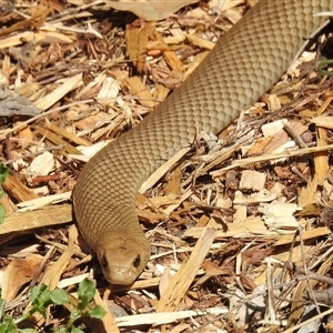 Pseudonaja textilis at Acton, ACT - 3 Oct 2024