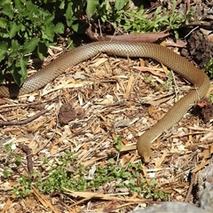 Pseudonaja textilis at Acton, ACT - 3 Oct 2024