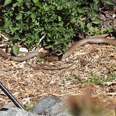 Pseudonaja textilis at Acton, ACT - 3 Oct 2024