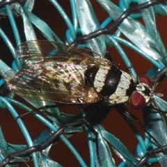 Anthomyia medialis (A root maggot fly) at Sheldon, QLD by PJH123