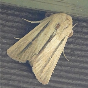 Leucania diatrecta at Hall, ACT - 4 Oct 2024