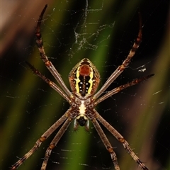 Argiope (genus) (A St. Andrew's cross spider) at Sheldon, QLD - 1 Oct 2024 by PJH123