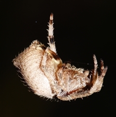 Unidentified Spider (Araneae) at Sheldon, QLD - 1 Oct 2024 by PJH123