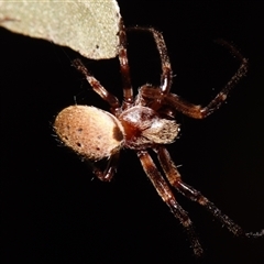 Unidentified Spider (Araneae) at Sheldon, QLD - 1 Oct 2024 by PJH123