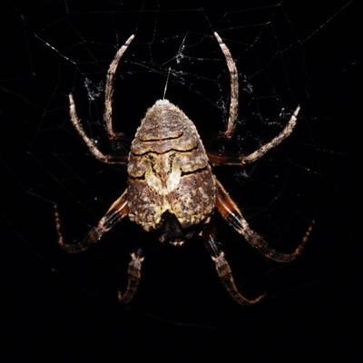 Unidentified Spider (Araneae) at Sheldon, QLD - 1 Oct 2024 by PJH123