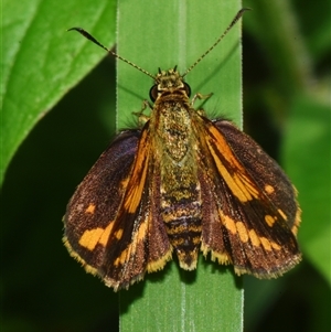 Ocybadistes walkeri at Sheldon, QLD by PJH123