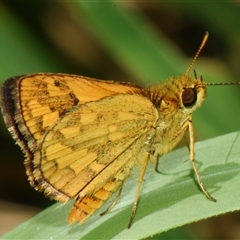 Ocybadistes walkeri at Sheldon, QLD - 1 Oct 2024 by PJH123