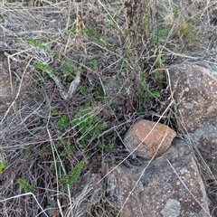 Cheilanthes sieberi subsp. sieberi (Mulga Rock Fern) at Theodore, ACT - 6 Sep 2024 by MattS