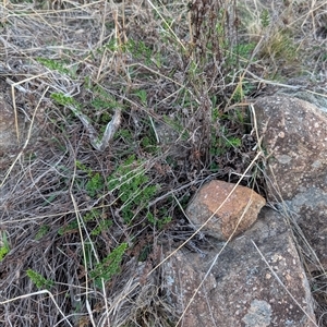 Cheilanthes sieberi subsp. sieberi at Theodore, ACT - 6 Sep 2024