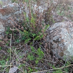 Cheilanthes sieberi subsp. sieberi at Theodore, ACT - 6 Sep 2024