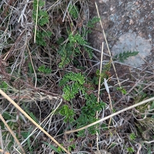 Cheilanthes sieberi subsp. sieberi at Theodore, ACT - 6 Sep 2024 05:40 PM