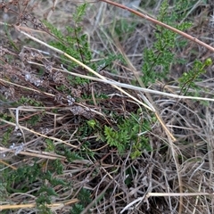 Cheilanthes sieberi subsp. sieberi (Mulga Rock Fern) at Theodore, ACT - 6 Sep 2024 by MattS