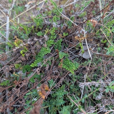 Cheilanthes sieberi subsp. sieberi (Mulga Rock Fern) at Theodore, ACT - 6 Sep 2024 by MattS