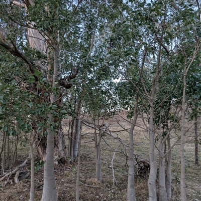 Brachychiton populneus subsp. populneus (Kurrajong) at Theodore, ACT - 6 Sep 2024 by MattS