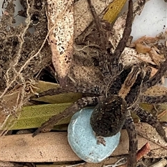 Lycosidae (family) (Wolf spider) at Higgins, ACT - 4 Oct 2024 by Jennybach