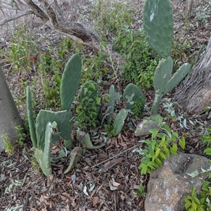 Opuntia ficus-indica at Theodore, ACT - 6 Sep 2024 05:39 PM