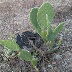 Opuntia ficus-indica at Theodore, ACT - 6 Sep 2024 05:39 PM