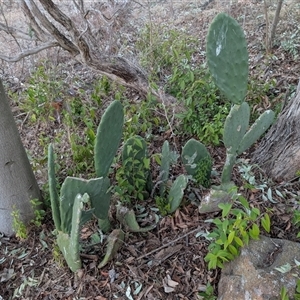 Opuntia ficus-indica at Theodore, ACT - 6 Sep 2024 05:39 PM