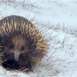 Tachyglossus aculeatus at Perisher Valley, NSW - 20 Sep 2024