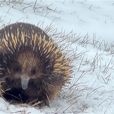 Tachyglossus aculeatus (Short-beaked Echidna) at Perisher Valley, NSW - 20 Sep 2024 by EmmBee