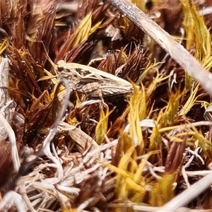 Tetrigidae (family) at Bungendore, NSW - suppressed